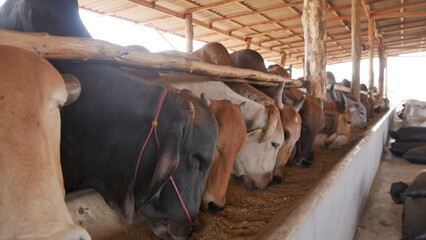 Indulge in the charm of farm life with our captivating images showcasing majestic, well-fed cows in...