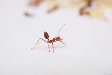 Red ant on a white background close-up. Macro photography.