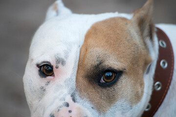 portrait of a dog eyes 