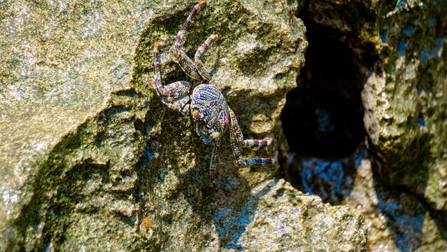 Charybdis feriata ( Rajungan karang, Crucifix Crab, Crucifix Swimming-crab). This animal is a species of swimming crab in the family Portunidae