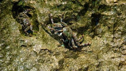 Charybdis feriata ( Rajungan karang, Crucifix Crab, Crucifix Swimming-crab). This animal is a species of swimming crab in the family Portunidae