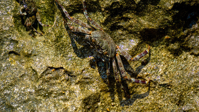 Charybdis feriata ( Rajungan karang, Crucifix Crab, Crucifix Swimming-crab). This animal is a species of swimming crab in the family Portunidae