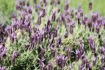 ラベンダー（フレンチL・バンデラ）