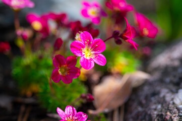 Floral beautiful background with flowering plants, macro, selective focus.	Perennial flower saxifrage with crimson petals on an alpine garden.