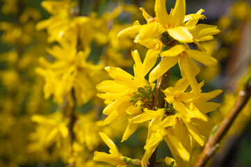 Blooming Forsythia close-up. Genus of shrubs and small trees of the Olive family
