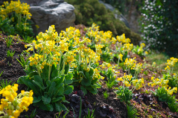Perennial flower Primula veris with yellow petals on an alpine garden.	Floral beautiful background with flowering plants, macro, selective focus.	
