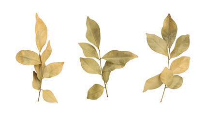 Beautiful dry murraya leaves isolated on transparent background