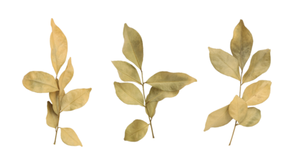 Beautiful dry murraya leaves isolated on transparent background