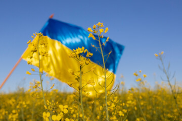 Rapeseed flowers on a rapeseed field against the background of the Ukrainian yellow-blue flag in...