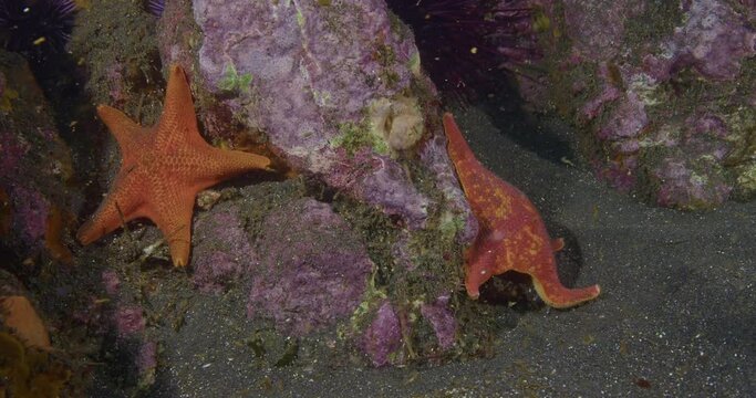 A pair of red sea stars on rocks.