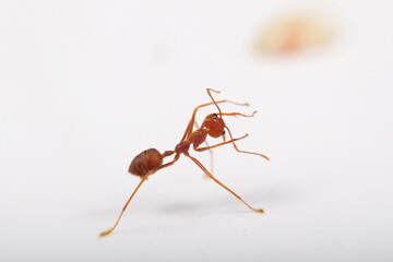 Red ant on a white background close-up. Macro photography.