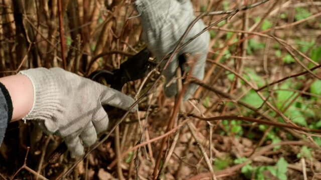 cutting bush branches with garden scissors