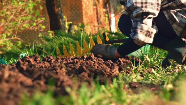work with a garden rake on garden plot. preparation of a garden bed for sowing