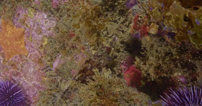 Painted greenling resting on the reef.