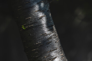 primo piano della corteccia color grigio scuro e argentato di un piccolo albero nella penombra,...