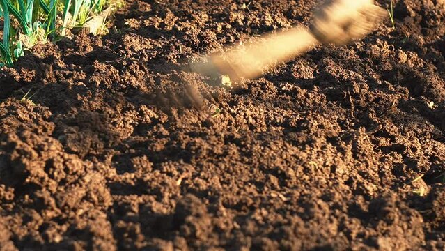 leveling the garden bed with a garden rake. sunny day