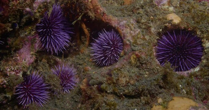 Small purple urchins burrowed into rocks.