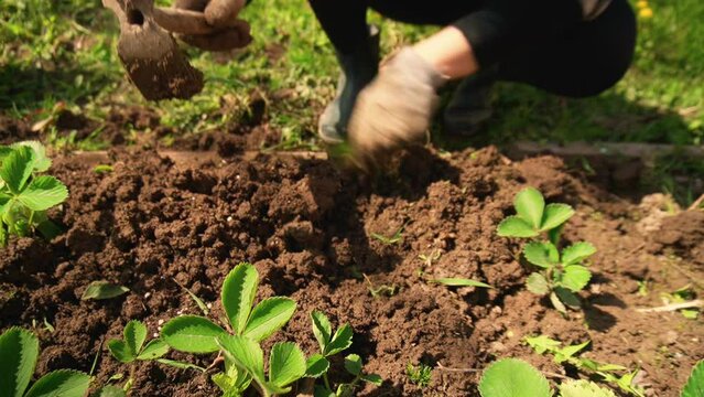 preparing a garden bed for planting strawberries