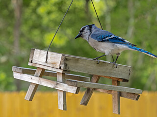 Close up photograph of a Blue Jay feeding on nuts and seeds in a 0n a wooden bird feeder.