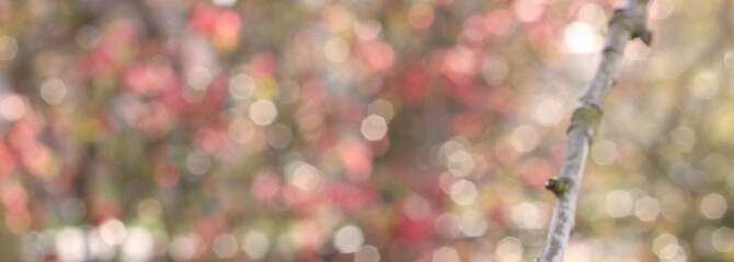 Defocused natural bokeh background with copy space. Defocused abstract widescreen background with...