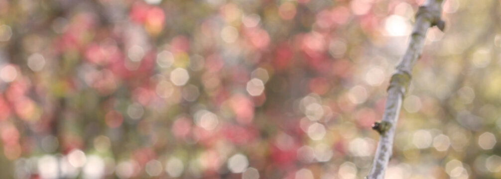 Defocused natural bokeh background with copy space. Defocused abstract widescreen background with pink and brown circles and a defocused branch. Blurred blooming tree in the garden.