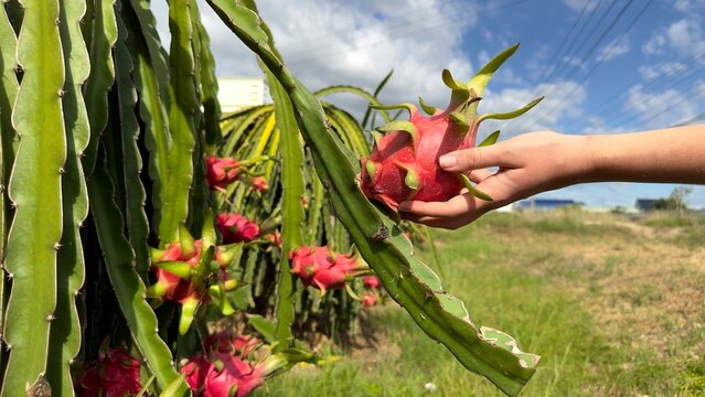 dragon fruit on pitaya tree, harvest in the agriculture farm at asian exotic tropical country, pitahaya cactus plantation in thailand or vietnam in the summer sunny day in hand of man, person