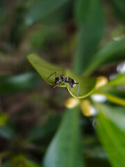 Fototapeta premium Close-up of the ant on the leaf. Wild animals, insects with nature scene.