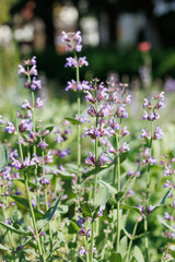 紫色のコモンセージの花（セージ）