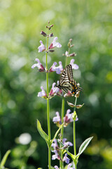 コモンセージとアゲハチョウ