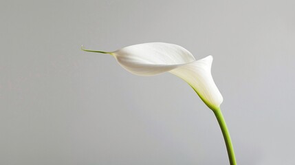 A single white calla lily against a textured gray background