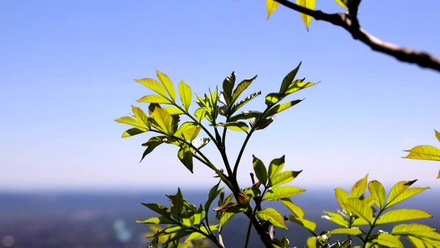 inquadratura dei piccoli rami e delle foglie verdi di una pianta mossi dal vento ed illuminati dal sole del mattino che ne fa risaltare i colori, in un ambiente naturale, con sfondo sfuocato