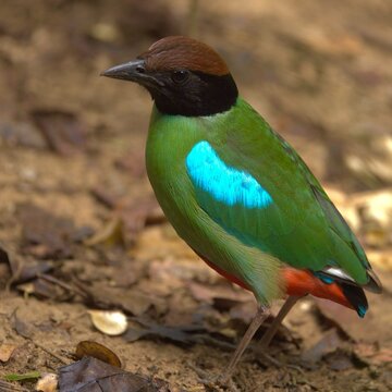 Western Hooded Pitta featuring red, green, and blue plumage