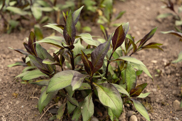 Phlox Paniculata plant in Saint Gallen in Switzerland