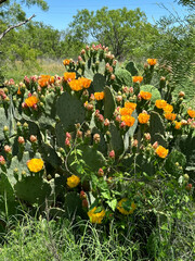 Prickly Pear Cactus with Orange Blooms