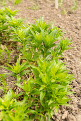 Sweet William or Dianthus Barbatus plant in Saint Gallen in Switzerland