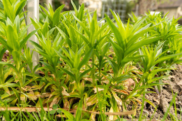 Sweet William or Dianthus Barbatus plant in Saint Gallen in Switzerland