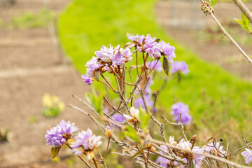 Purplish blue rhododendron or Rhododendron Russatum plant in Saint Gallen in Switzerland