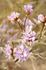 Purplish blue rhododendron or Rhododendron Russatum plant in Saint Gallen in Switzerland