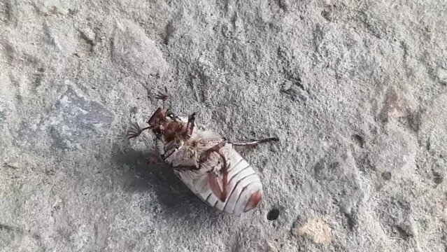 Forest Cockchafer or May bug (Melolontha melolontha).Forest cockchafer is dying. Insect, zoology, entomology, environmental conservation theme. extreme close-up footage.