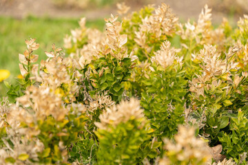 Butchers broom or Ruscus Aculeatus plant in Saint Gallen in Switzerland