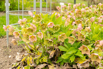 Lenten rose or Helleborus Orientalis plant in Saint Gallen in Switzerland