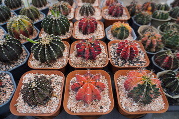 Gymnocalycium mihanovichii variegata. Multicolor cacti close-up, Beautiful desert plants variety....