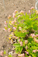 Lenten rose or Helleborus Orientalis plant in Saint Gallen in Switzerland
