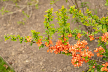 Flowering quince or Chaenomeles Speciosa plant in Saint Gallen in Switzerland