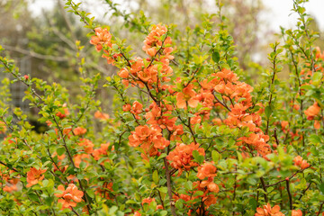 Flowering quince or Chaenomeles Speciosa plant in Saint Gallen in Switzerland