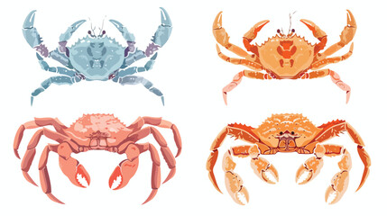 King crab vector illustrations Four. Colorful and mon
