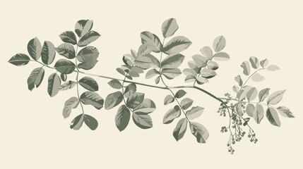 Natural realistic drawing of Miracle Tree or Moringa