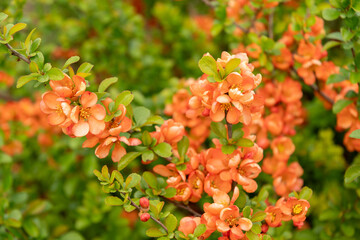 Flowering quince or Chaenomeles Speciosa plant in Saint Gallen in Switzerland