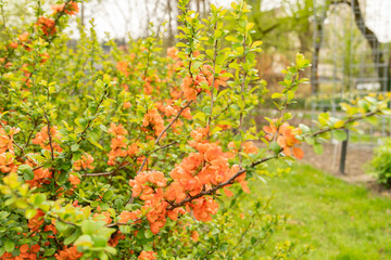Flowering quince or Chaenomeles Speciosa plant in Saint Gallen in Switzerland