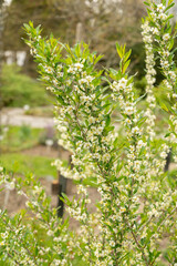 Prinsepia Uniflora plant in Saint Gallen in Switzerland